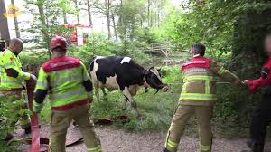 brandweer red koe uit gracht bij de Slangenburg 20 05 2019