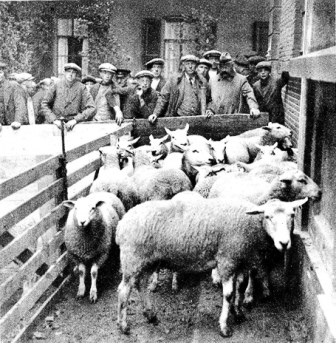 1928 schapenkeuring 1 oudzelhem