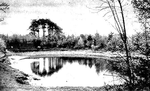 Polders laagte foto Oldenboom 