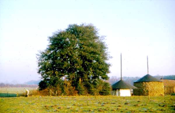hulstboom 1972